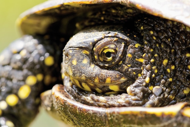 Europese vijverschildpad Emys orbicularis Close-up