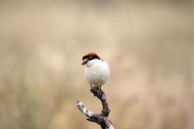 Europese vogels op een tak