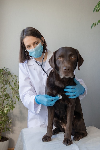 Europese vrouwelijke dierenarts onderzoekt labradorhond op afspraak