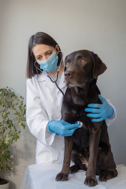 Europese vrouwelijke dierenarts onderzoekt labradorhond op afspraak