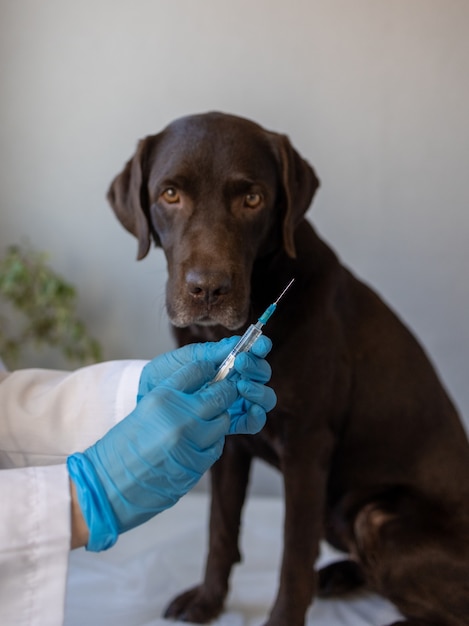 Europese vrouwelijke dierenarts onderzoekt labradorhond op afspraak