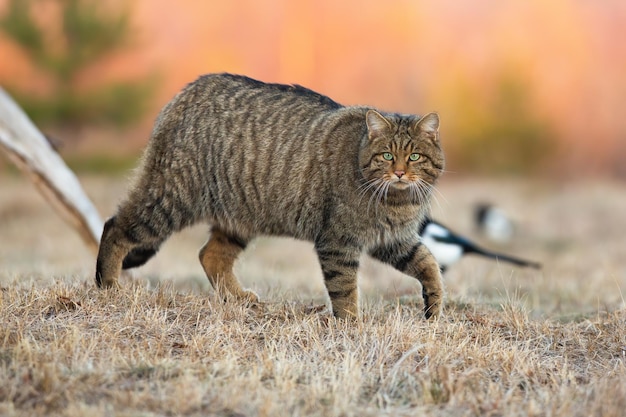 Europese wilde kat die op droge weide in de herfstaard loopt