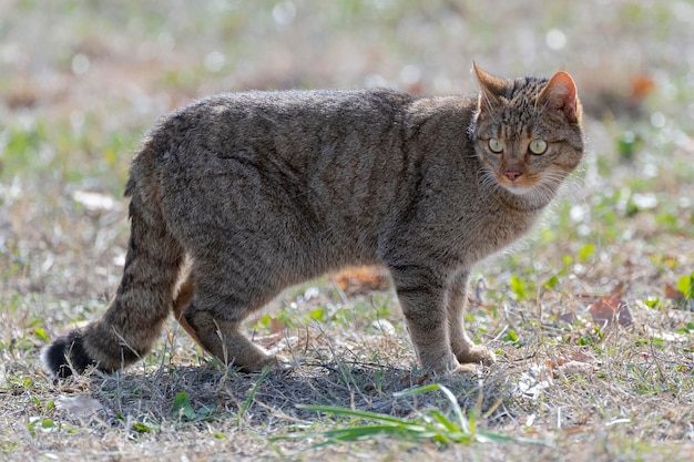 Europese wilde kat Felis silvestris silvestris Cadiz Spanje