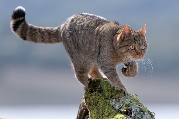 Europese wilde kat felis silvestris silvestris cadiz spanje