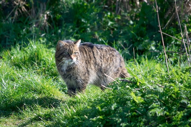 Europese wilde kat (Felis silvestris silvestris)