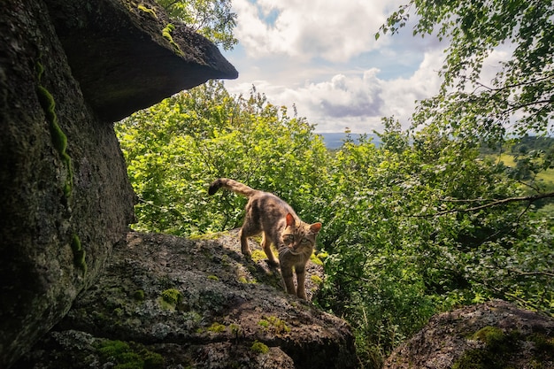 Europese wilde kat in prachtige natuurhabitat