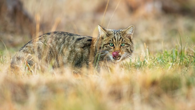 Europese wilde kat likt zijn mond met een tong en verstopt zich tijdens de jacht op een weide