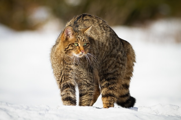 Europese wilde kat met pluizige vacht bewaken in de wintersneeuw