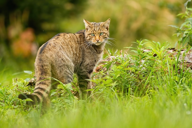 Europese wilde kat met zwarte strepen op staart die erachter in de zomer kijkt