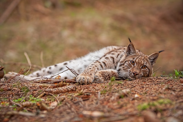 Eursian lynx laying on the ground in autumn forest