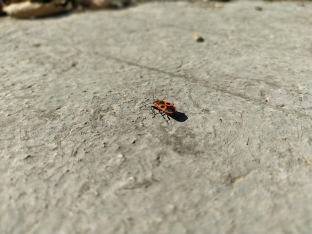 Photo the eurydema beetle walks on concrete or stone surfaces in sunny weather the insect has a red and