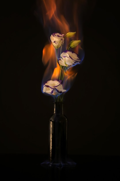 Eustoma-bloemen branden op zwarte achtergrond