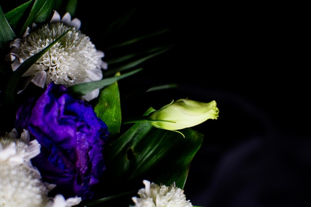 Eustoma bloemen op een zwarte achtergrond. Witte en paarse Eustoma bloemen op een zwarte achtergrond. Plaats voor een inscriptie.