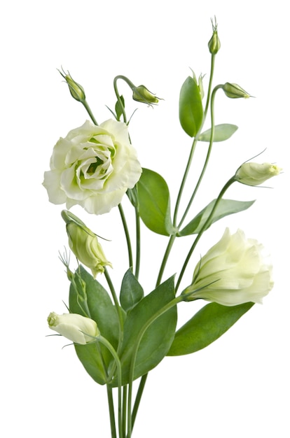 Eustoma bloemen op wit