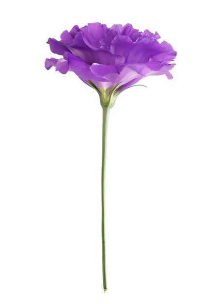 Eustoma flower isolated on white background.