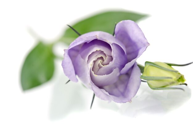 Eustoma flower on white