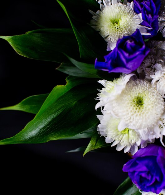 Eustoma flowers on a black background. White and purple eustoma flowers on a black background. Place for an inscription.