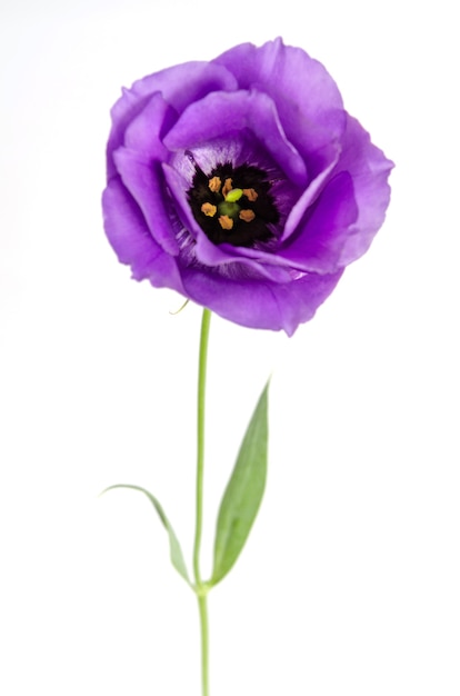 Eustoma flowers on whtite