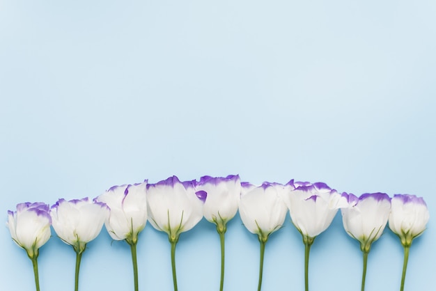 Eustoma flowers 