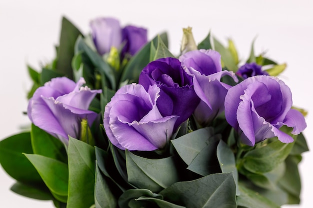 Eustoma 보라색 꽃