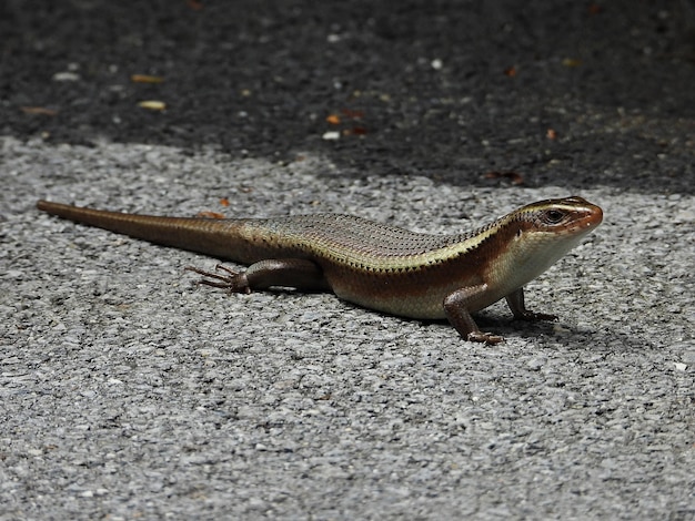 Eutropis carinata sunbathing on the floor