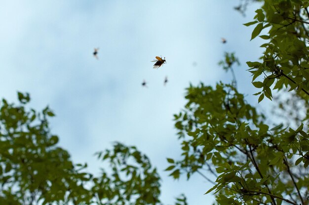 Evening flying of cockchafer near the cockchafer