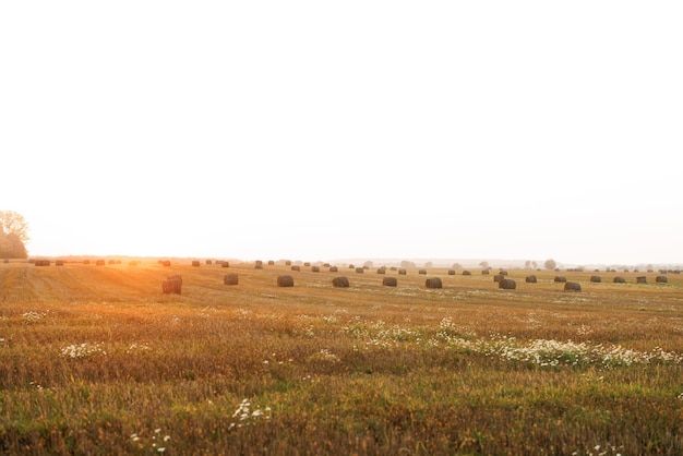 Evening landscape of straw bales on agricultural field landscape view of agricultural parcels