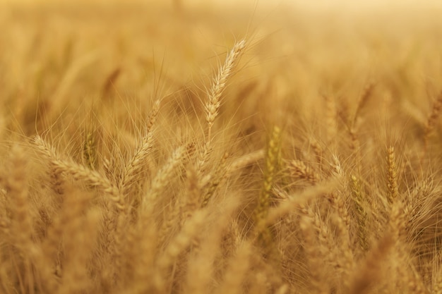 Photo evening light fields of barley