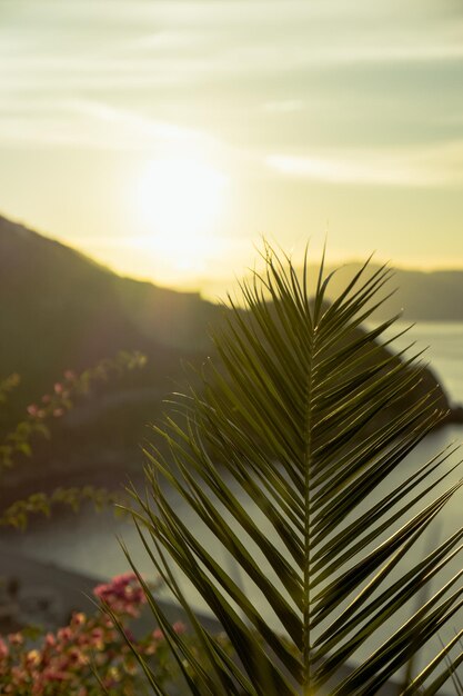 植物の後ろの夕方の光。