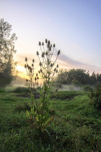 Evening mist on a field in countryside at summer.