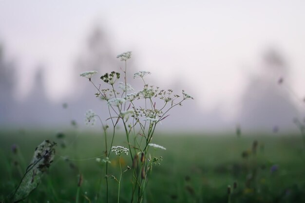 Evening mist on a field in countryside at summer.