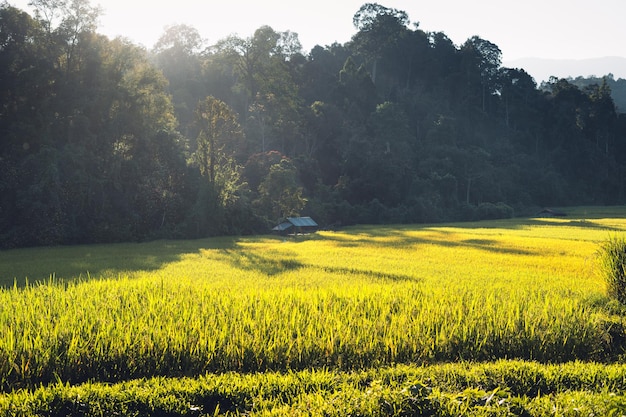 Evening rice fields in the countryside