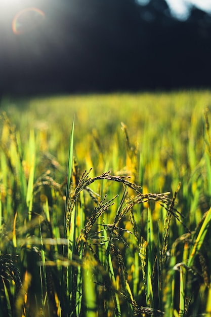 Evening rice fields in the countryside