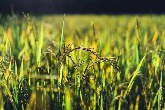 Evening rice fields in the countryside