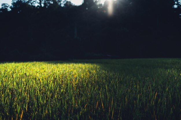 Evening rice fields in the countryside