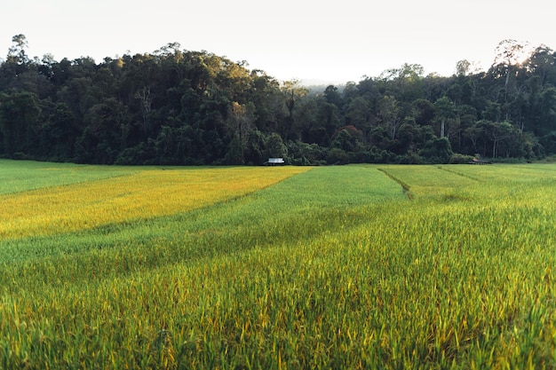 Evening rice fields in the countryside