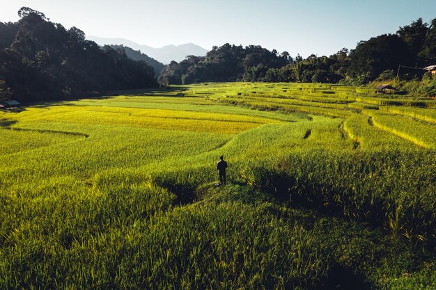 Evening rice fields in the countryside