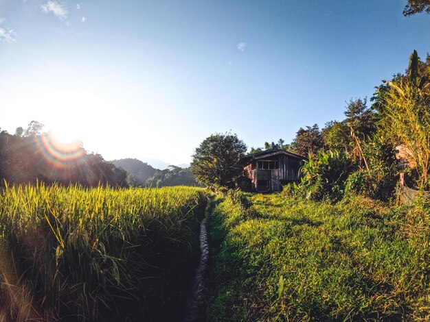 Evening rice fields in the countryside