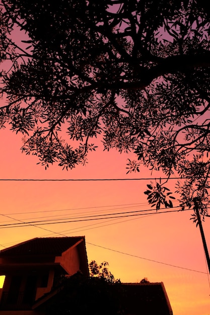 evening sky and silhouettes of leaves and houses. Twilight sky. Sunset.