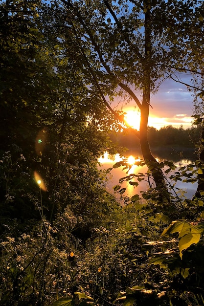 Photo evening sun rays shine through tree branches foliage at lake shore