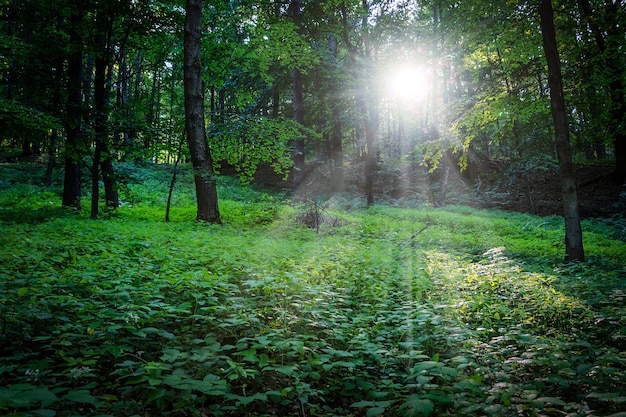 Evening sun between the trees in the deep forest