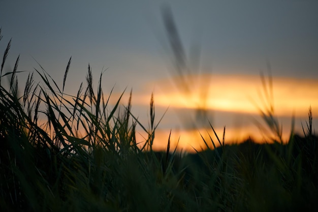 牧草地の厚い草を通して夕焼け夕焼け美しい屋外風光明媚な夕日ソフトフォーカス騒々しい黄色い空の風景ぼやけた夕暮れの背景