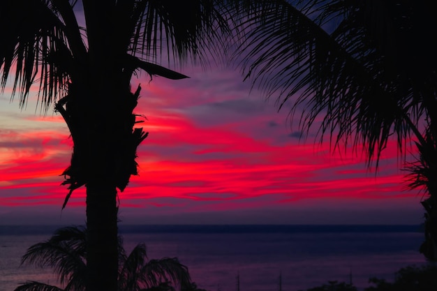 Paesaggio tropicale serale silhouette della palma contro il tramonto cremisi scuro sull'oceano