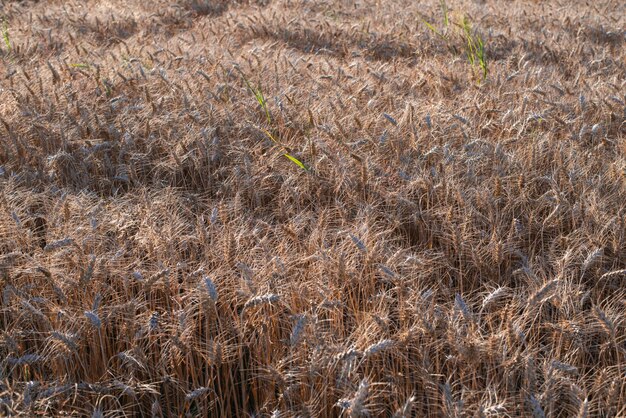 вечерние сумерки на пшеничном поле, полном зрелых готовых колосков, время сбора урожая