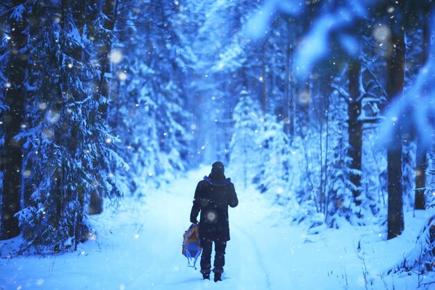 evening in winter forest landscape, view of dark trees mystic