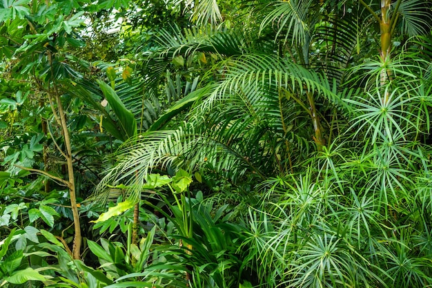 Evergreen botanische tuin oranjerie interieur met exotische en tropische planten