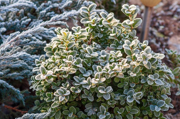 冬の霧氷の暖かい日差しの庭の植物の常緑ツゲの木の茂み