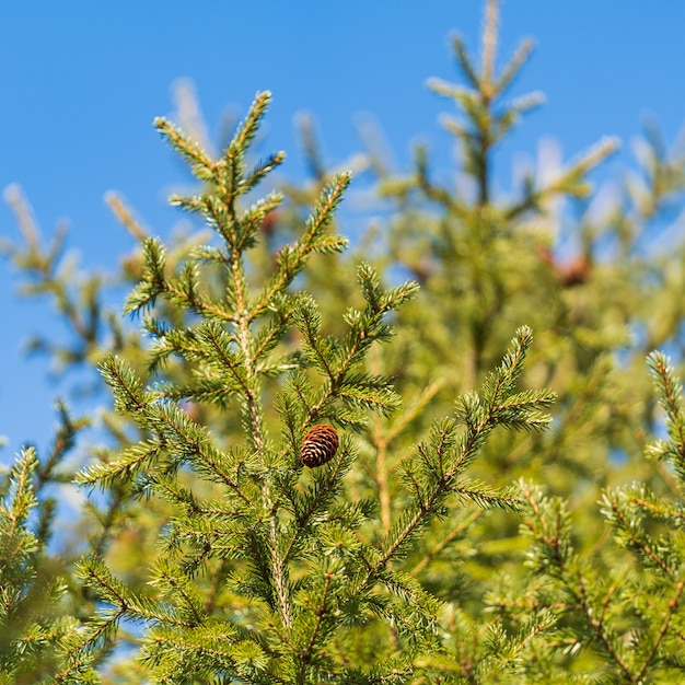 evergreen branches with cones of xmas tree in pine forest on background blue sky sunny day. selective soft focus in foreground. natural fir branches ready for decoration for happy new year, christmas.