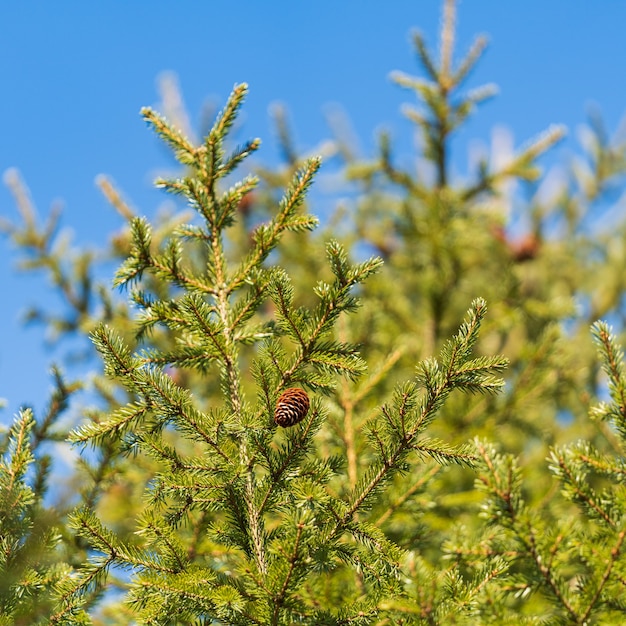 Photo evergreen branches with cones of xmas tree in pine forest on background blue sky sunny day. selective soft focus in foreground. natural fir branches ready for decoration for happy new year, christmas.