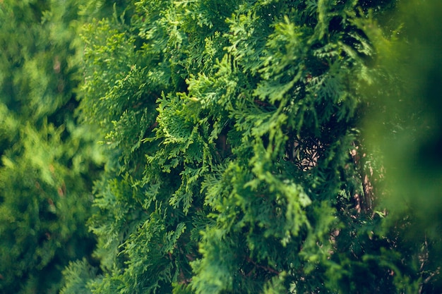 Thuja 속의 Cypress 가족의 상록 침엽수이며 북미 동부 지역에서 자연적으로 발생합니다. 조경 설계. 자연 배경 텍스처입니다. 선택적 초점 흐림.